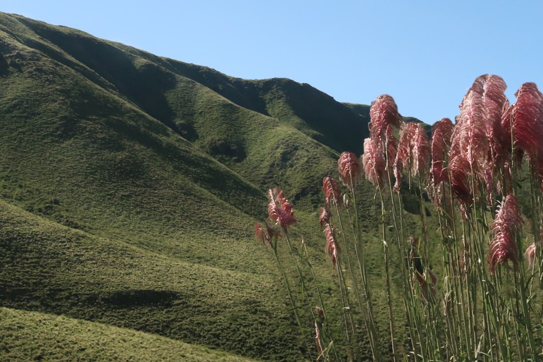 pampas argentina landscape